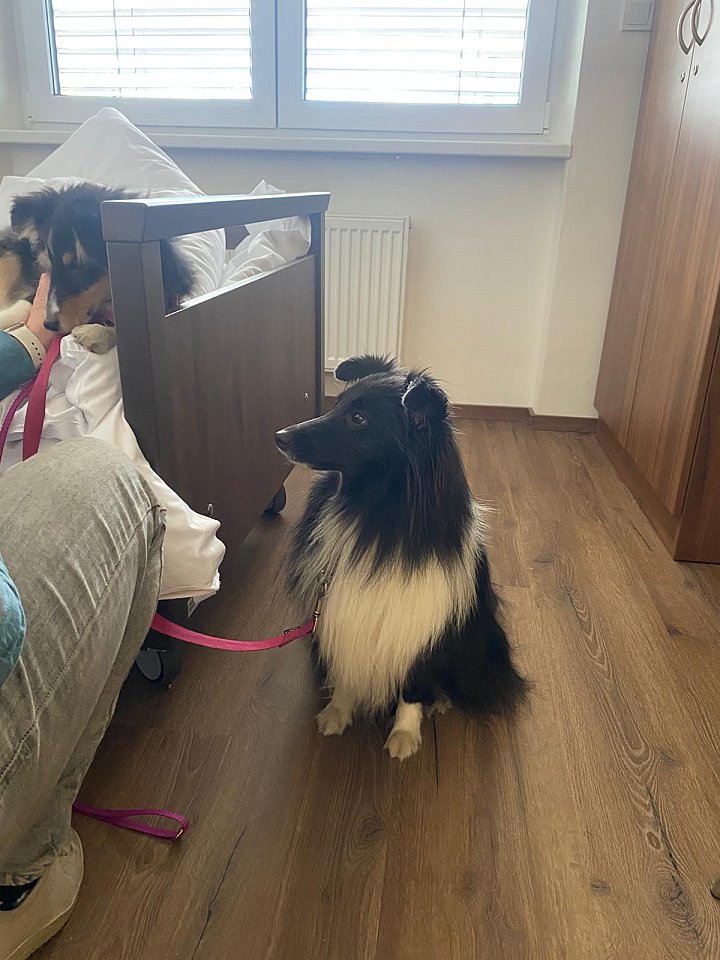 První Canisterapie pro naše klienty 24. 2. 2026