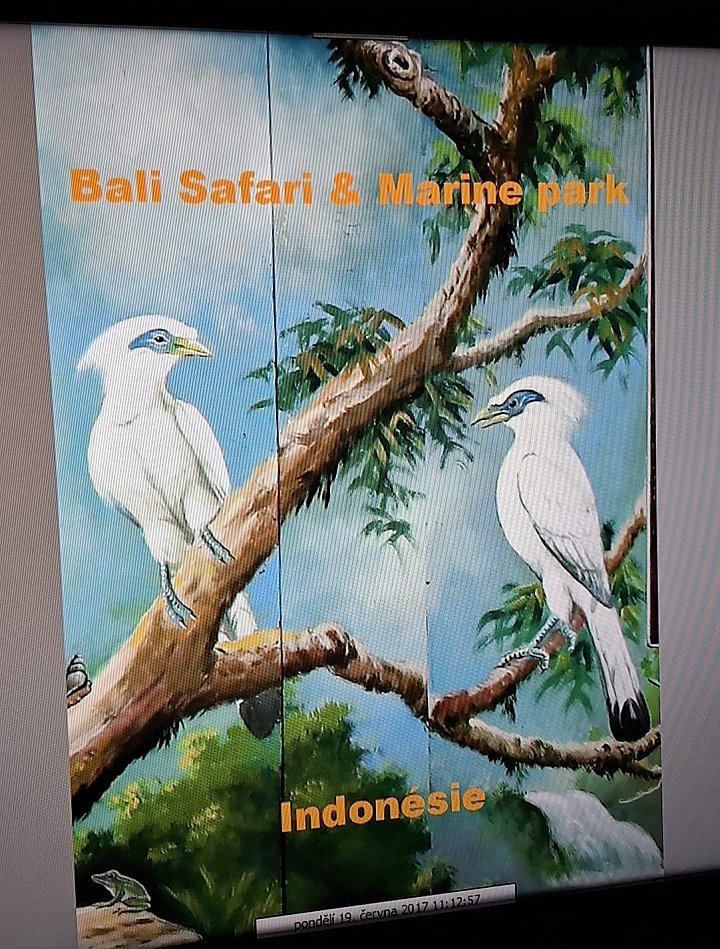 Safari Bali